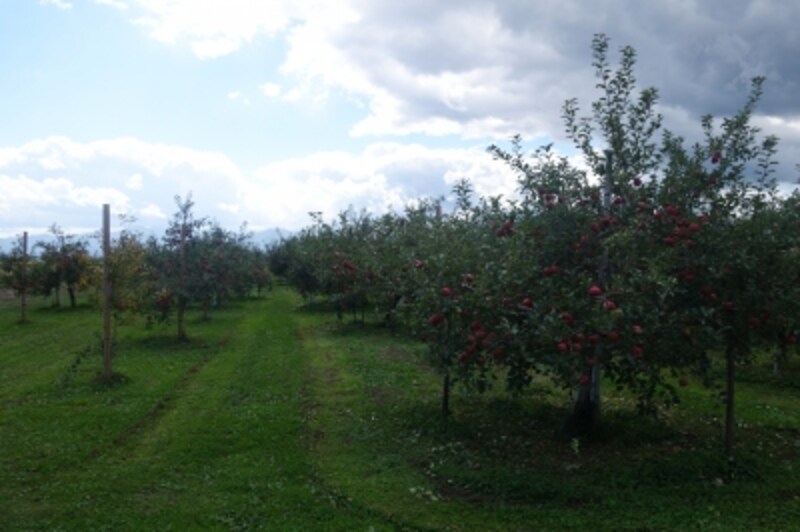 無駄にたくさん写真撮ってます。