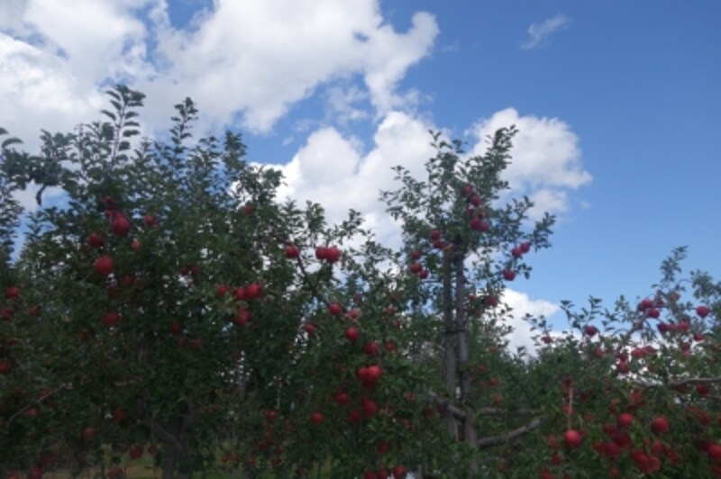 どう見てもかわいい。