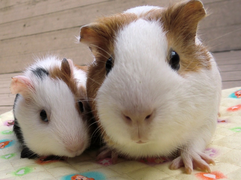 モルモットなど小動物との触れ合いが楽しめる、万騎が原ちびっこ動物園(画像提供:野毛山動物園)