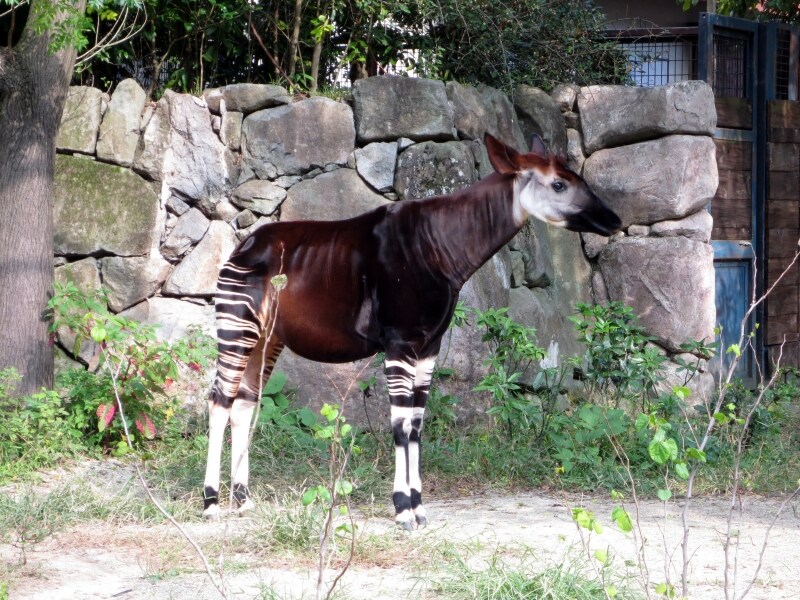 2012年2月ににズーラシアからやって来たオカピ（2012年10月27日撮影）