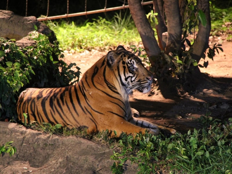 夏休み期間に行われる「よこはま夜の動物園」ではいつもと違う動物たちの姿が見られます(画像提供:ズーラシア)