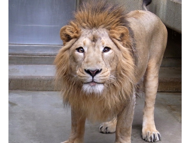 人気の動物は2014年にズーラシアからやって来た、インドライオンのラージャー(オス)(画像提供:野毛山動物園)