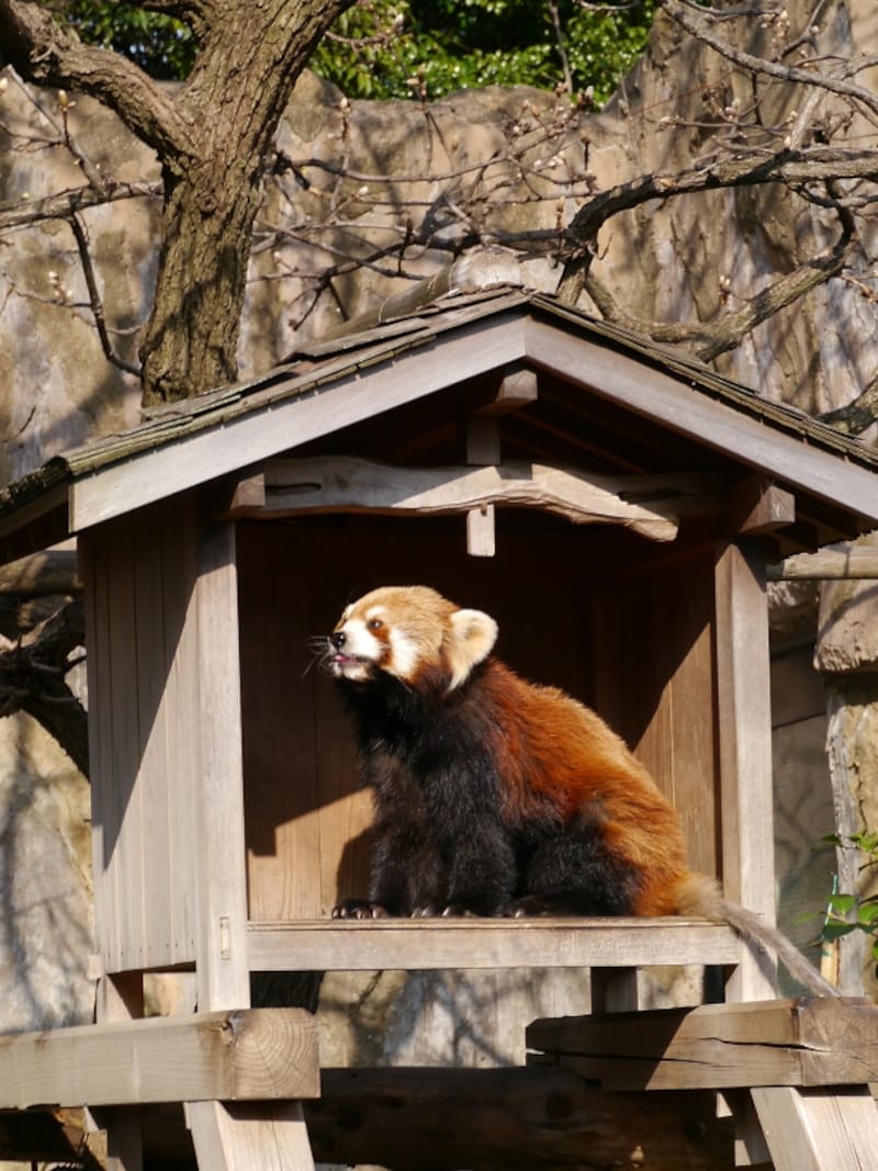 入口からすぐの「レッサーパンダ」はいつも人だかりが(2014年4月1日撮影)