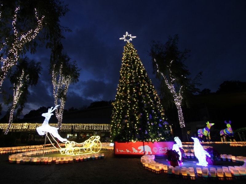 クリスマス時期の動物園ではイルミネーションやクリスマスガイドが行われます(画像提供:ズーラシア)