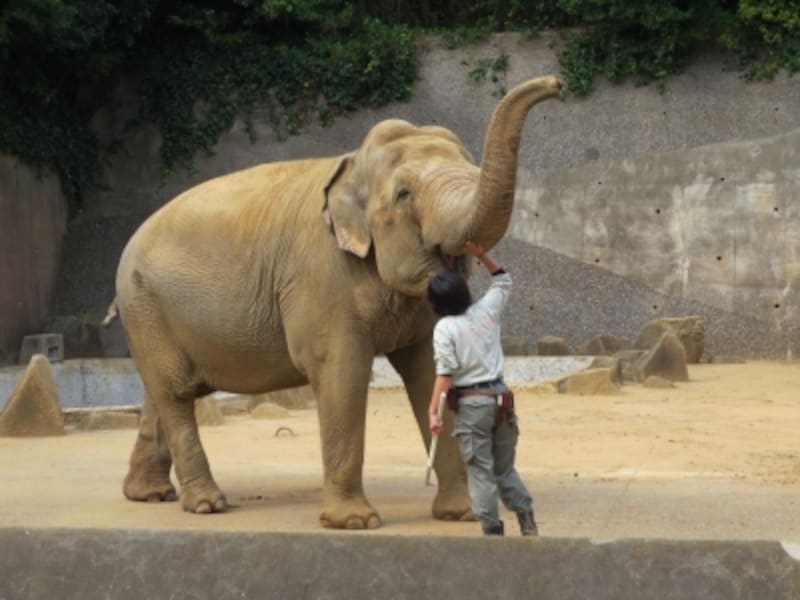 毎週土曜14:30～は「ゾウさんタイム」としてインドゾウの生態についてのガイドが行われます（体調により実施されない場合もあり）（2012年10月27日撮影）
