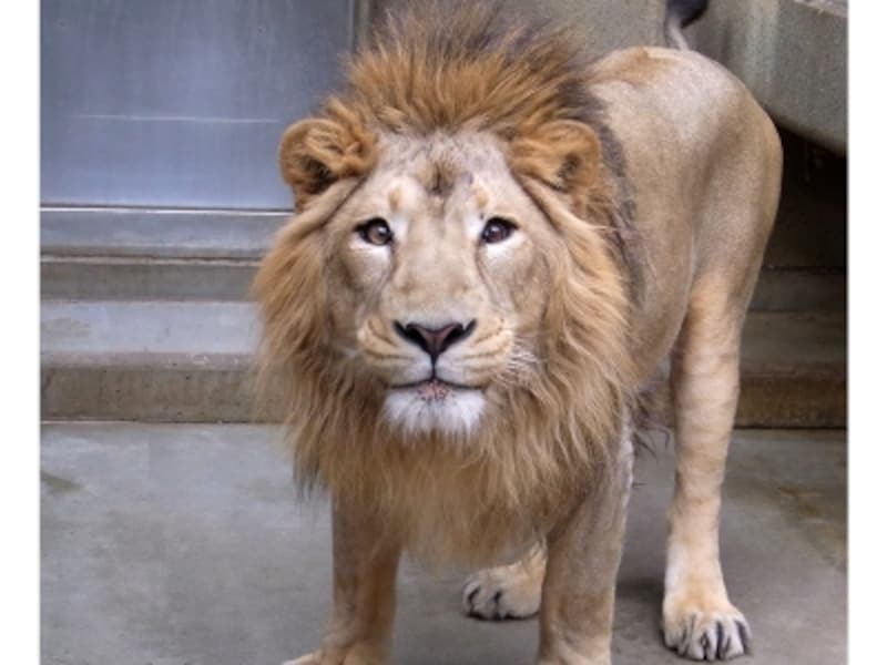 人気の動物は2014年にズーラシアからやって来た、インドライオンのラージャー（オス）（画像提供：野毛山動物園）