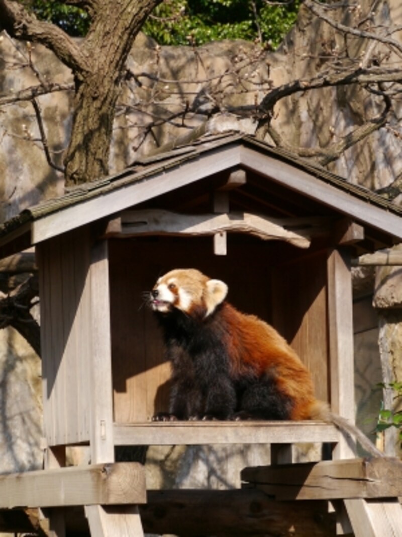 横浜の動物園 ズーラシア 野毛山 金沢 の楽しみ方 横浜の観光 旅行 All About