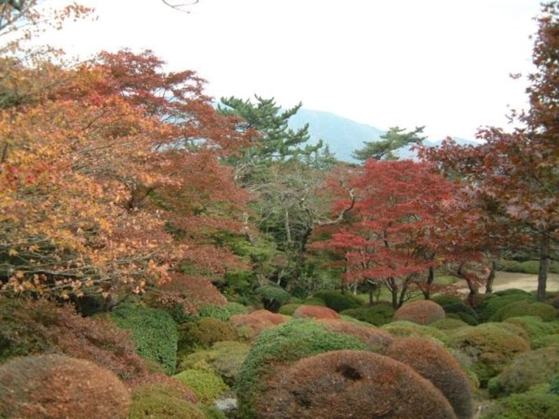蓬莱園の紅葉・黄葉(2)