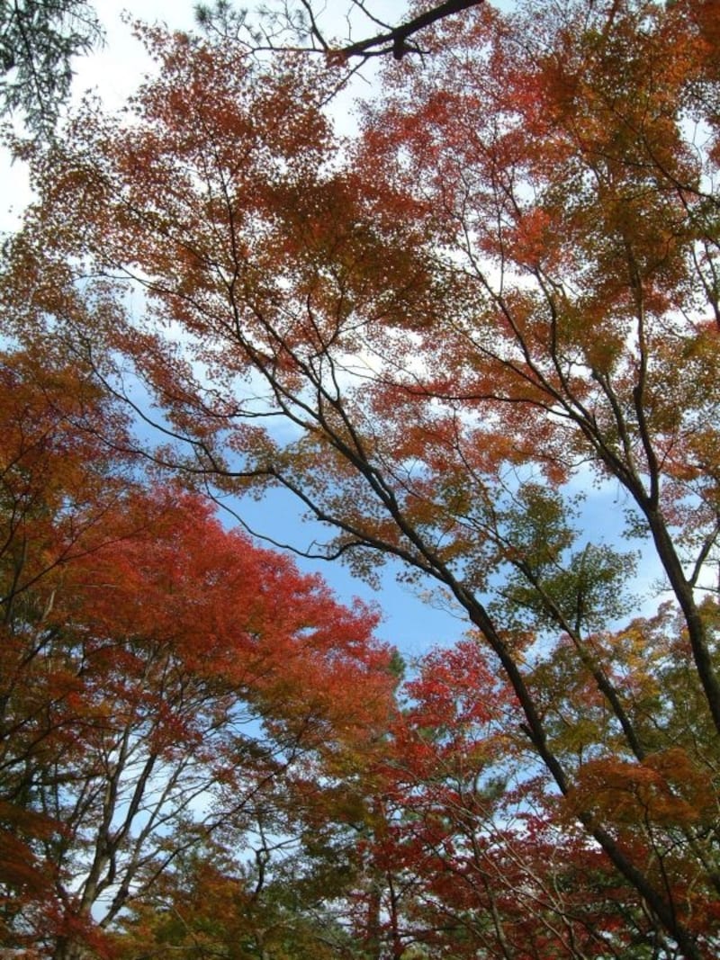 蓬莱園の紅葉・黄葉(3)