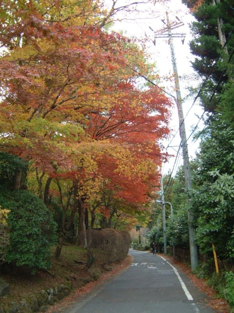 蓬莱園の紅葉・黄葉(4)