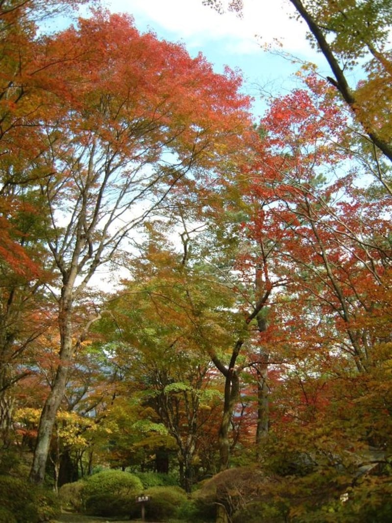 蓬莱園の紅葉・黄葉(5)