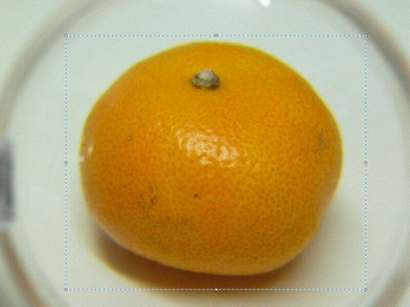 拡大撮影
