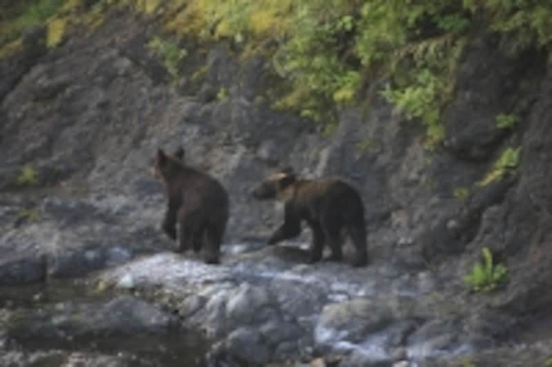 クマの親子