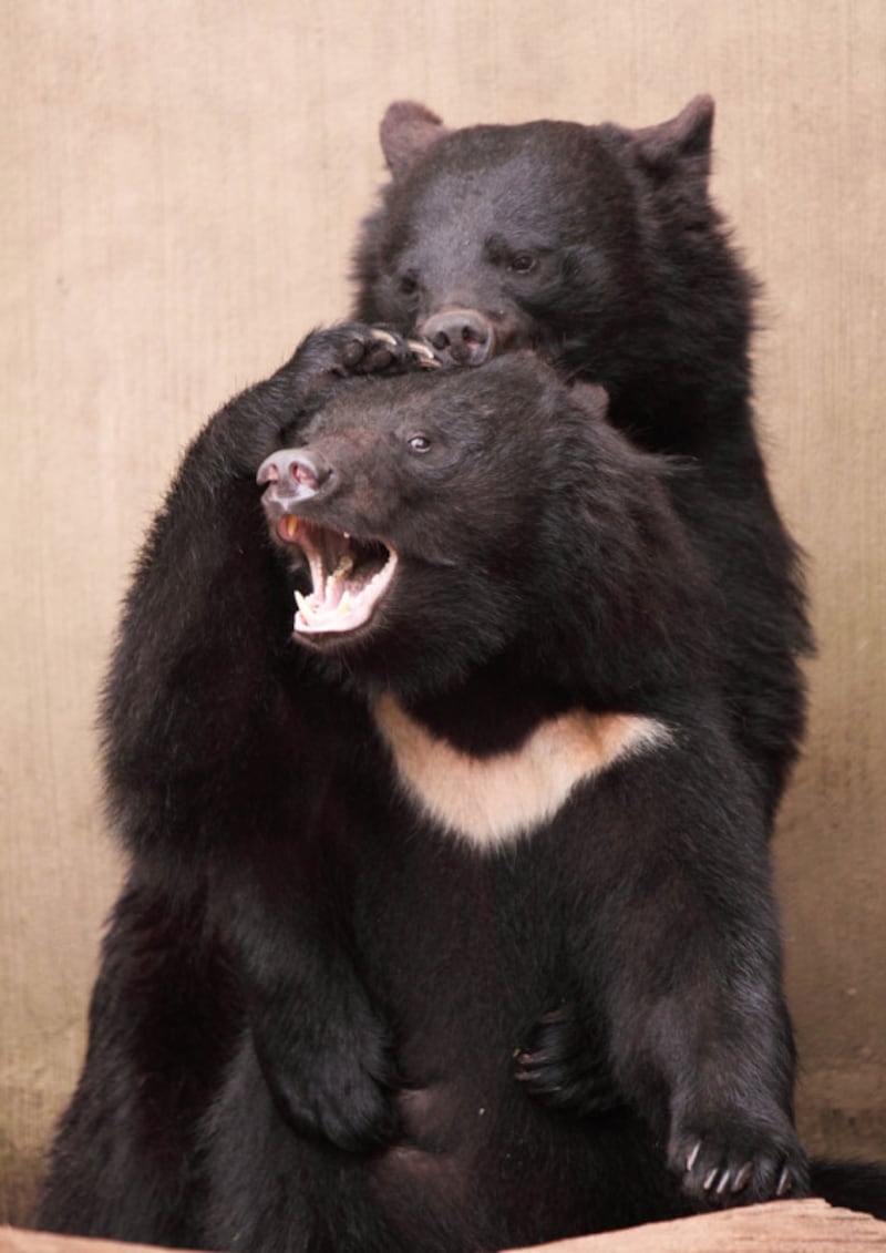 日本に生息する最大の猛獣がクマ