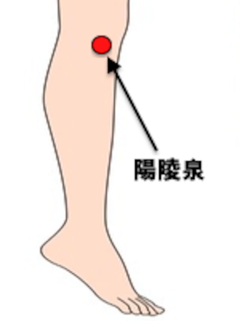 肝の気を補う陽陵泉