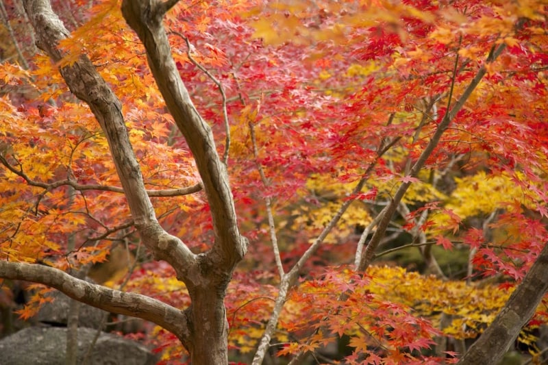 ホワイトバランス曇り