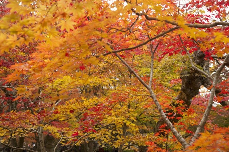 紅葉