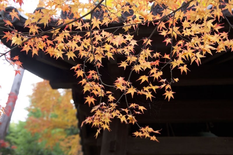 背景を黒に