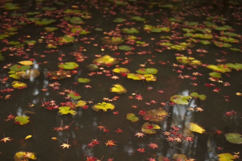 水に浮かぶ紅葉
