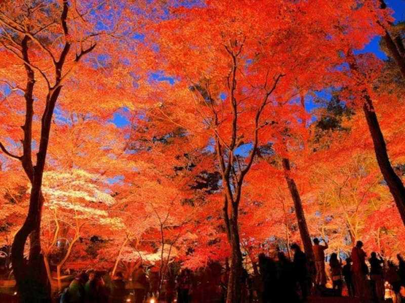 月の石もみじ公園 紅葉ライトアップ