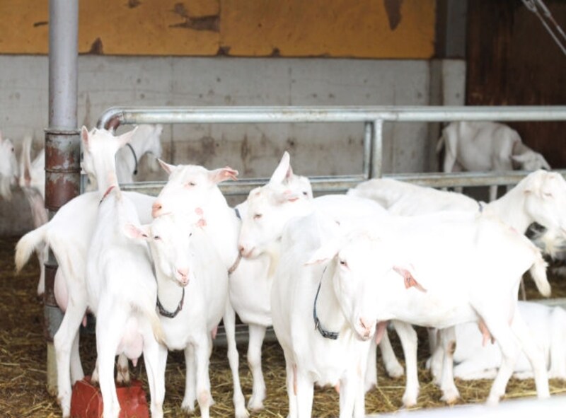 茶臼岳のために美味しいミルクを出してくれる山羊たち。
