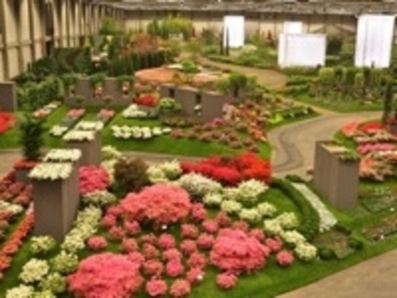 ゲントを代表する花は西洋ツツジ