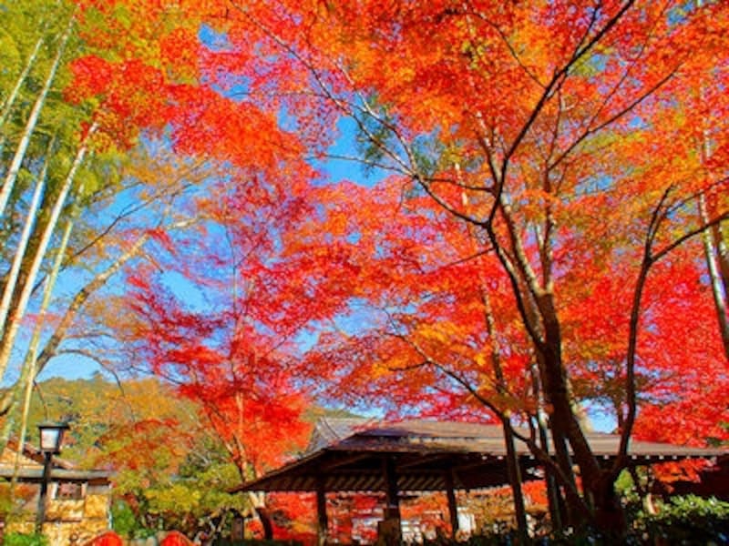 修善寺温泉竹林の小径の紅葉