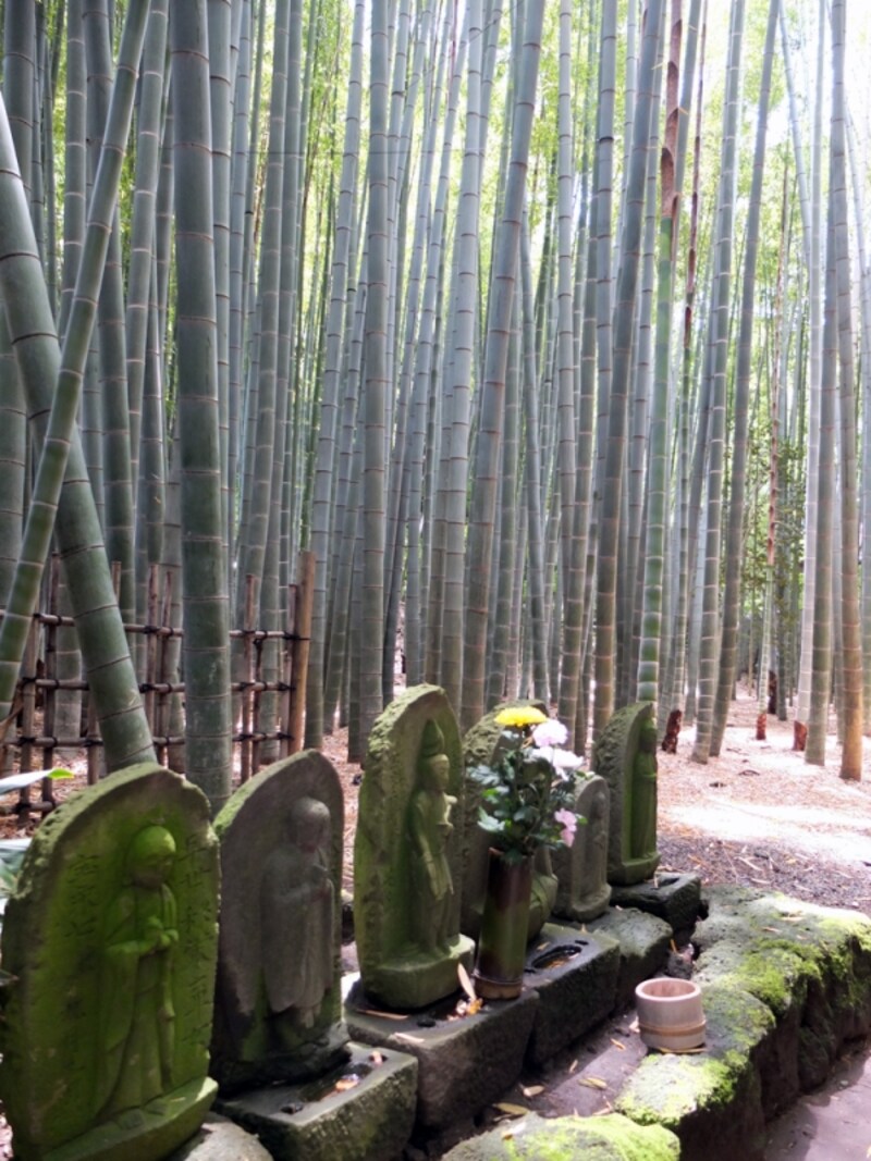 報国寺の竹の庭