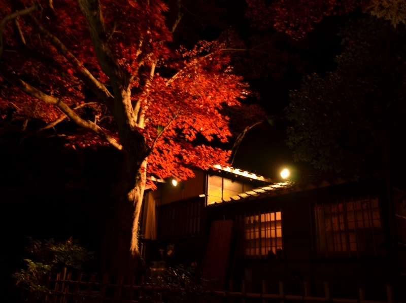 ライトアップされた紅葉