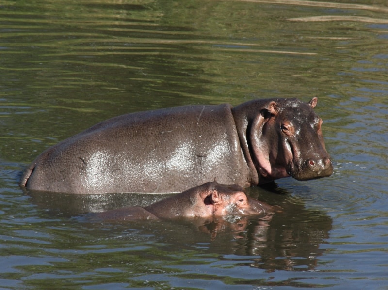 hippo