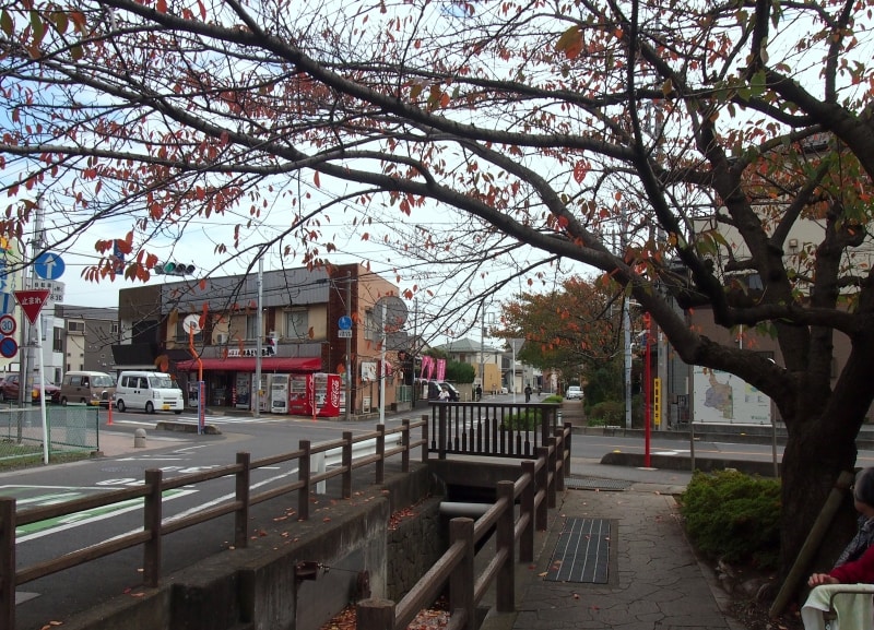 桜の葉が色づいていた