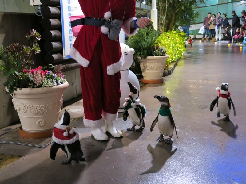 クリスマスシーズンならではの特別イベントもいろいろ。ふれあいラグーン「ペンギンナイトパレード」のようす