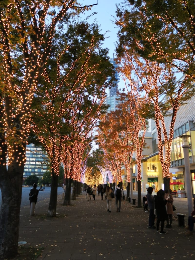 イルミネーションで彩られたケヤキ並木の間を歩くこともできます