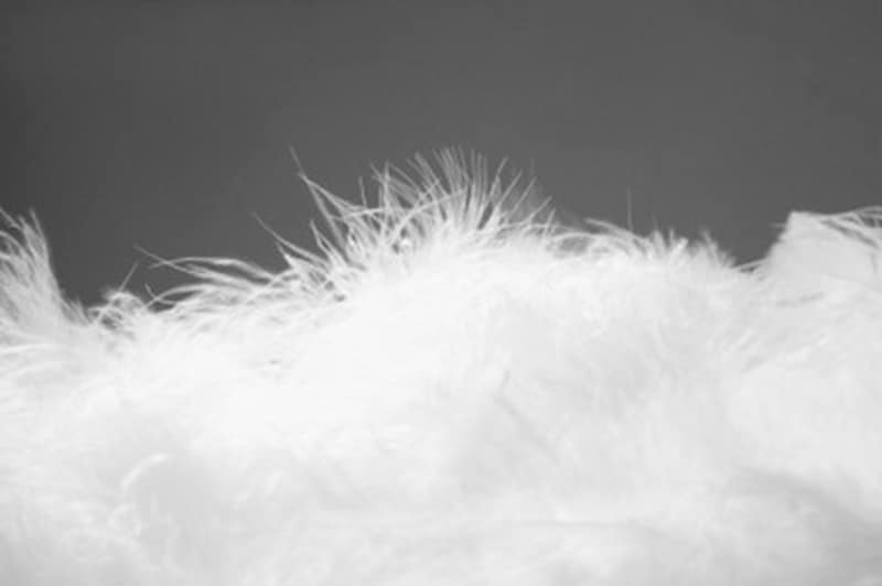 水鳥の首元から取れるダウンとそれ以外のフェザーはまったく別のもの