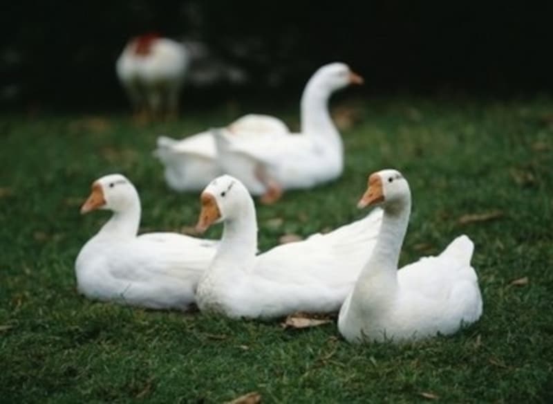 グースつまりガチョウのダウンは最高品質とされる