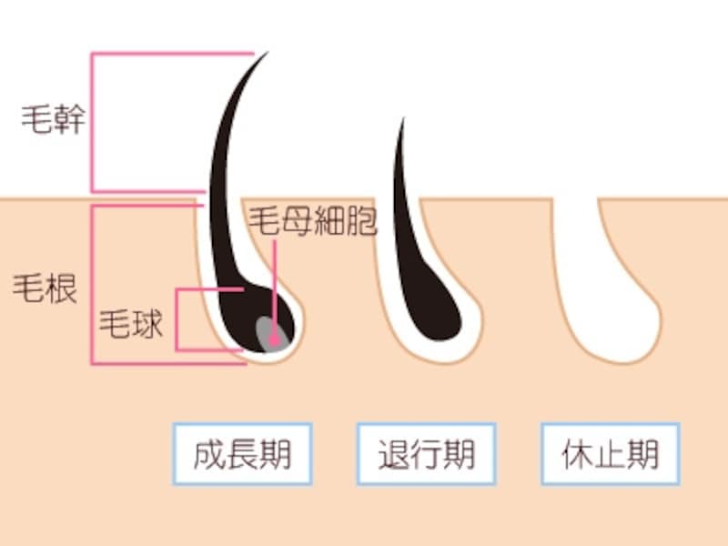 毛の仕組みと毛周期