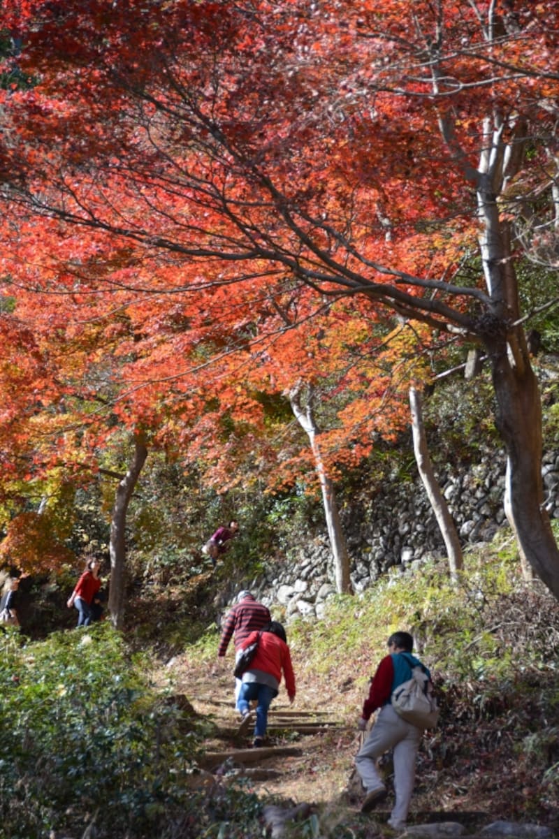 白雲山の遊歩道