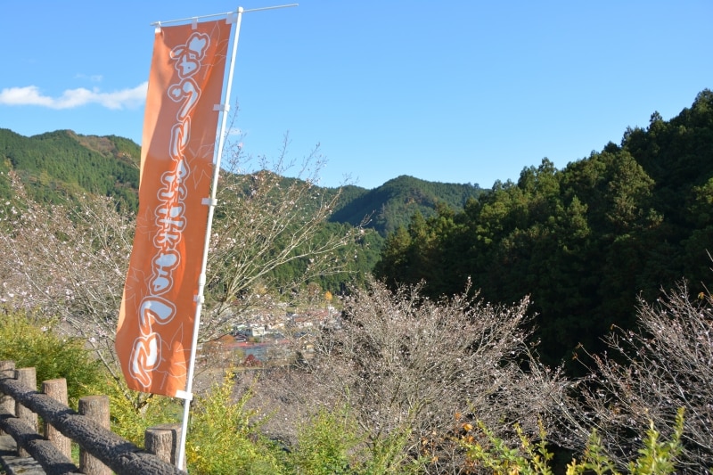 名栗渓谷の十月桜