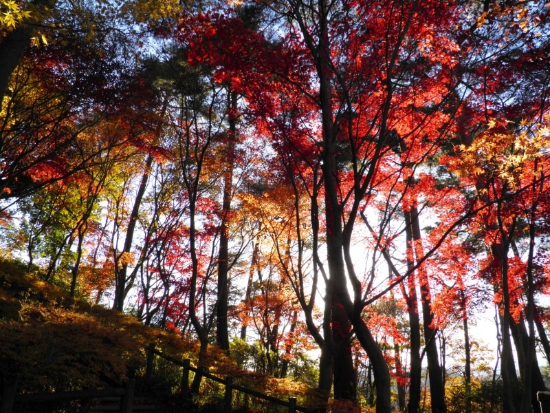 天覧山の紅葉
