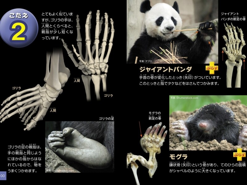 クイズ写真