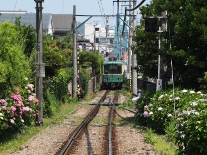 御霊神社前で見られる「江ノ電とアジサイのコラボ」