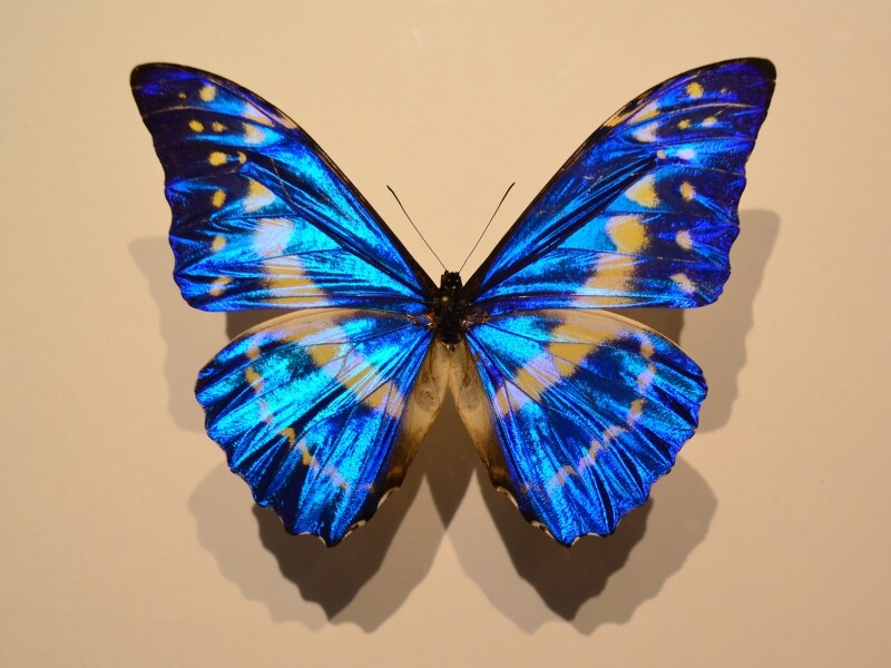 キプリスモルフォ