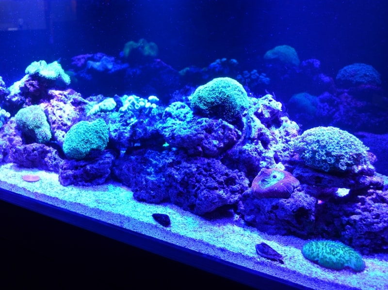 ヒカリ展undefined蛍光たんぱく質を持つサンゴの展示