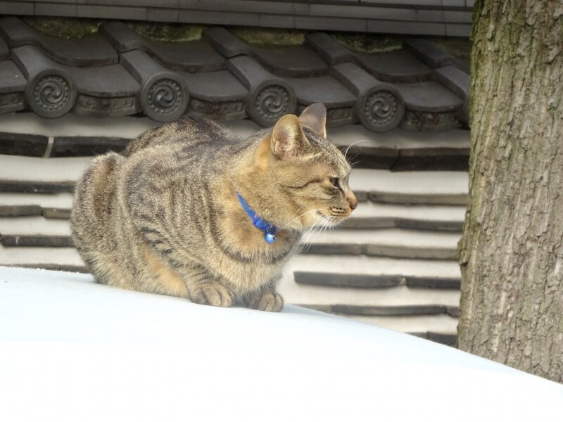 車の屋根の上の猫をパチリ