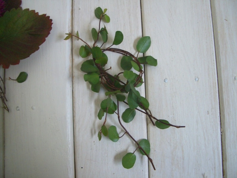 ツル植物を使います