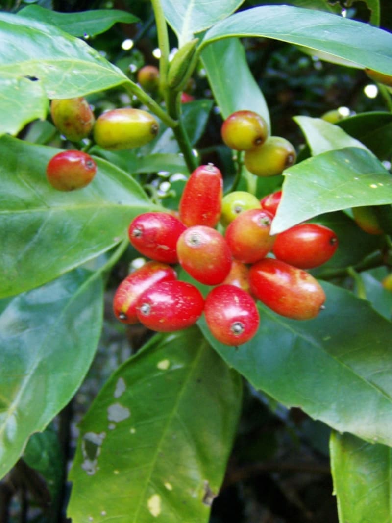 冬に赤い実をつけるアオキ