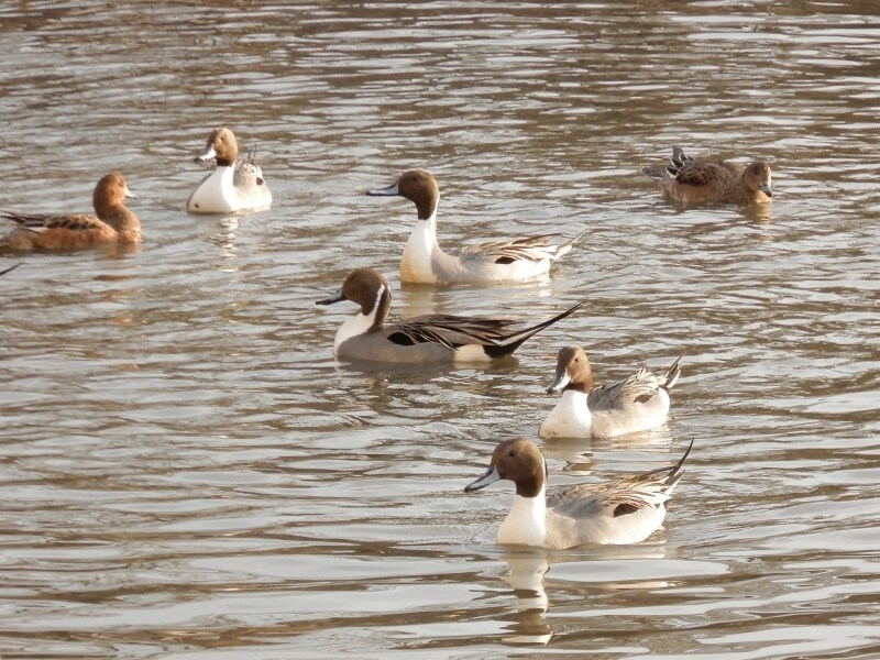 尾の長いオナガガモが泳ぐ源平池