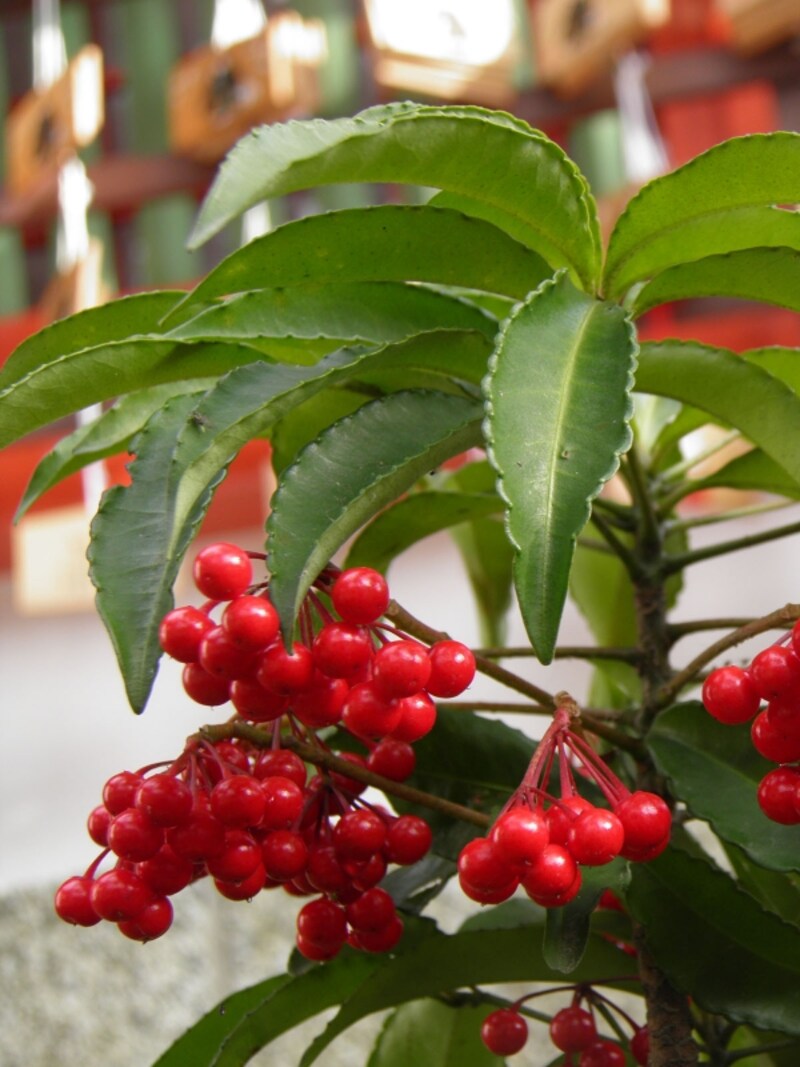 マンリョウの実