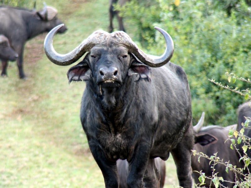 buffalo