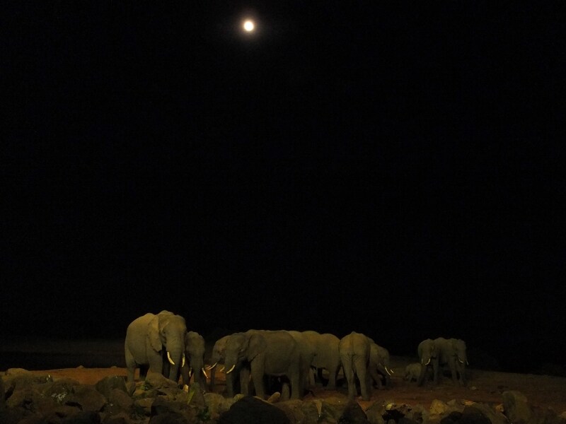 africanelephant